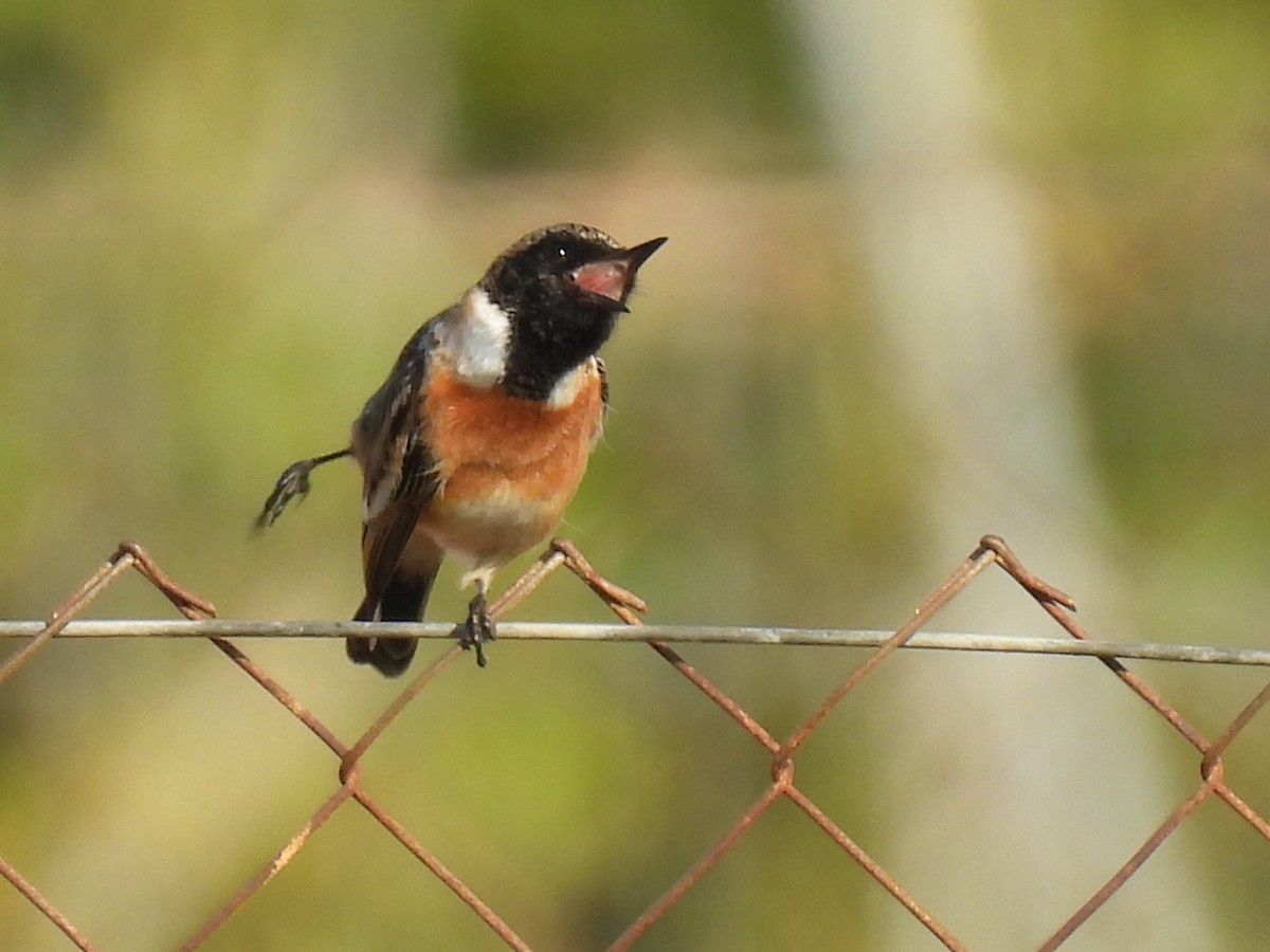 bramborníček černohlavý - ML646123105