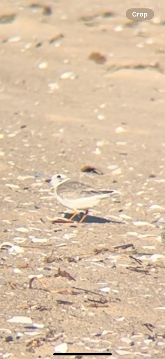 Piping Plover - ML646123119