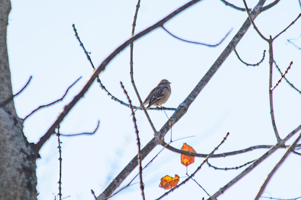 American Tree Sparrow - ML646123131