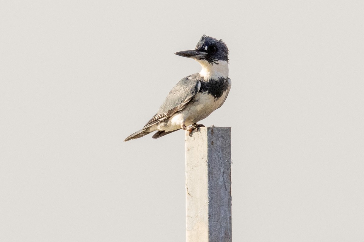 Belted Kingfisher - ML646123139