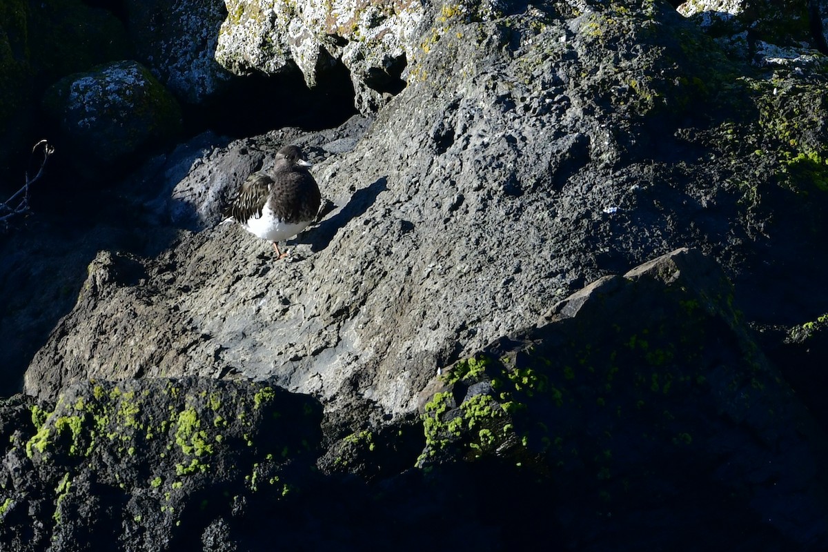 Black Turnstone - ML646123147