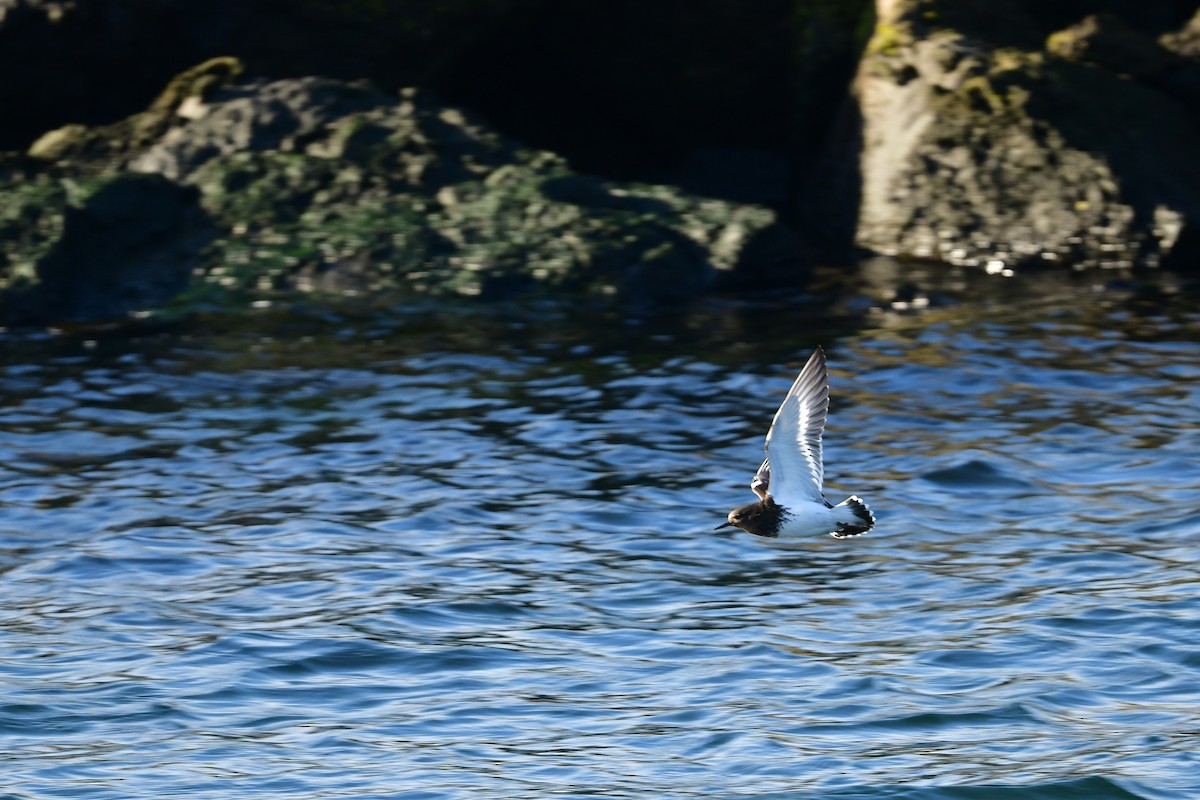 Black Turnstone - ML646123148
