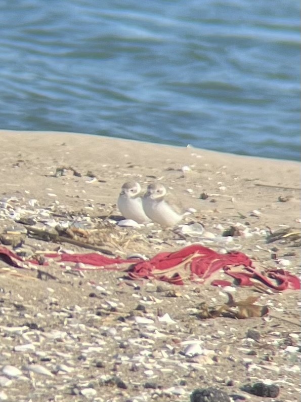 Piping Plover - ML646123152