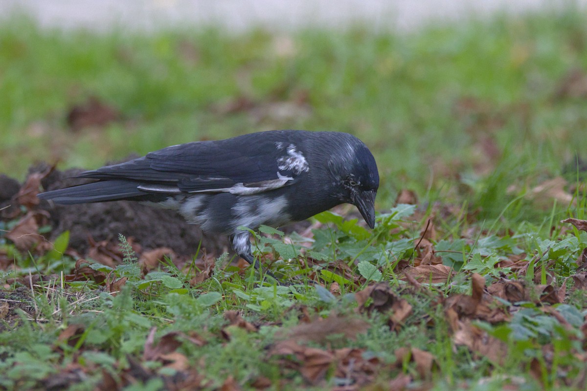 Grajilla Occidental - ML646123157