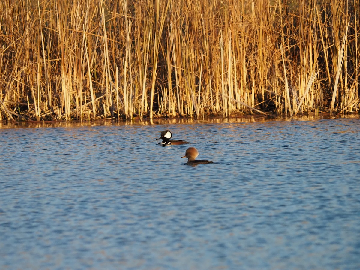 Zerra buruhandia - ML646123162