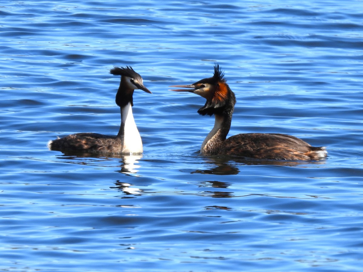Great Crested Grebe - ML646123173
