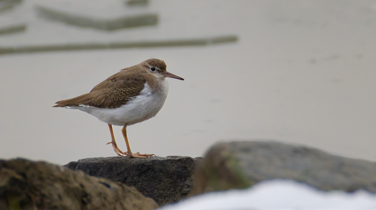 Andarríos Maculado - ML646123192