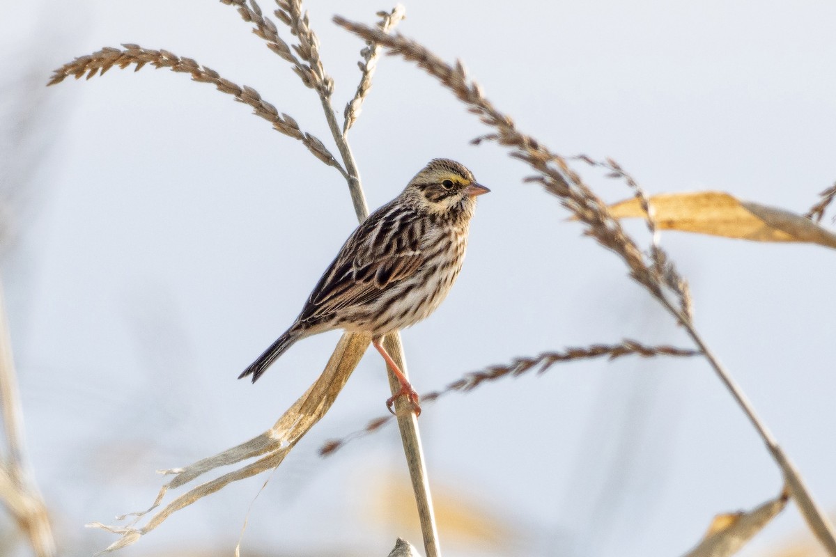 Savannah Sparrow - ML646123193