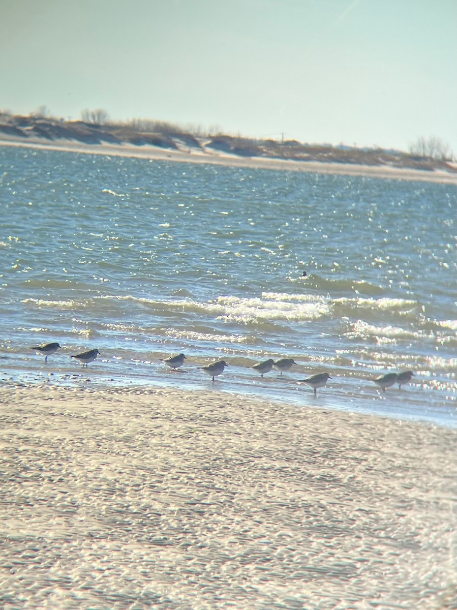 Chorlito Gris - ML646123203