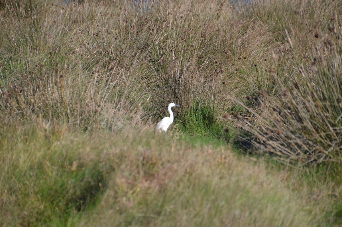 volavka stříbřitá - ML646123206