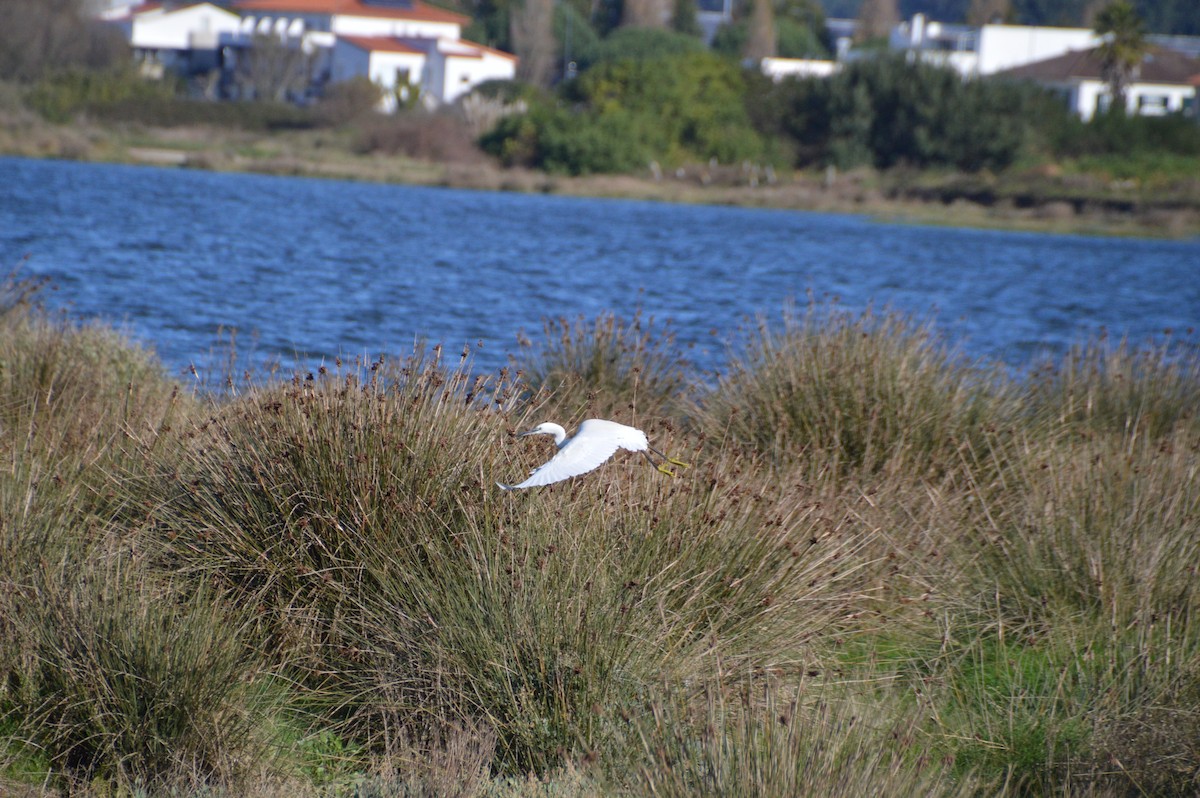 volavka stříbřitá - ML646123207
