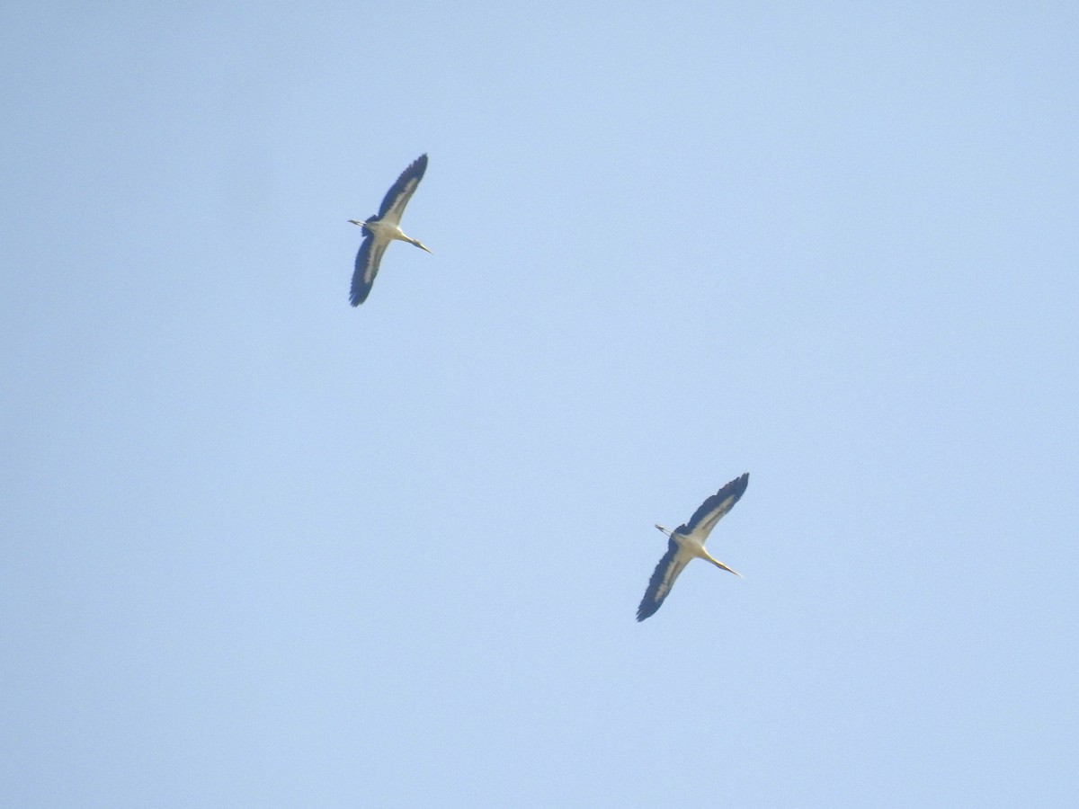 Wood Stork - ML646123215
