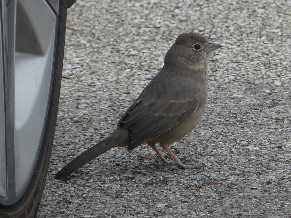 Canyon Towhee - ML646123221