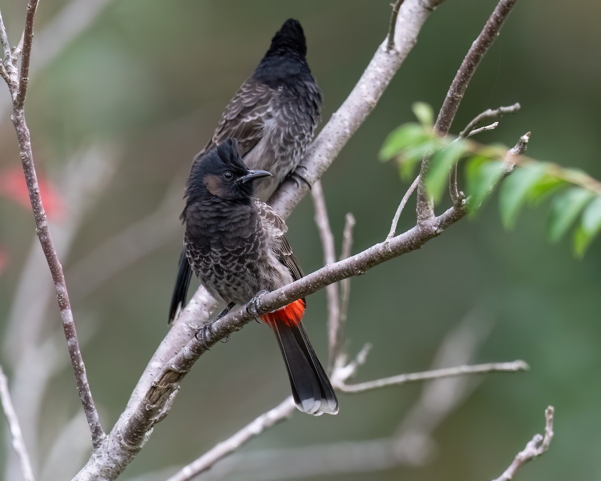 Red-vented Bulbul - ML646123222