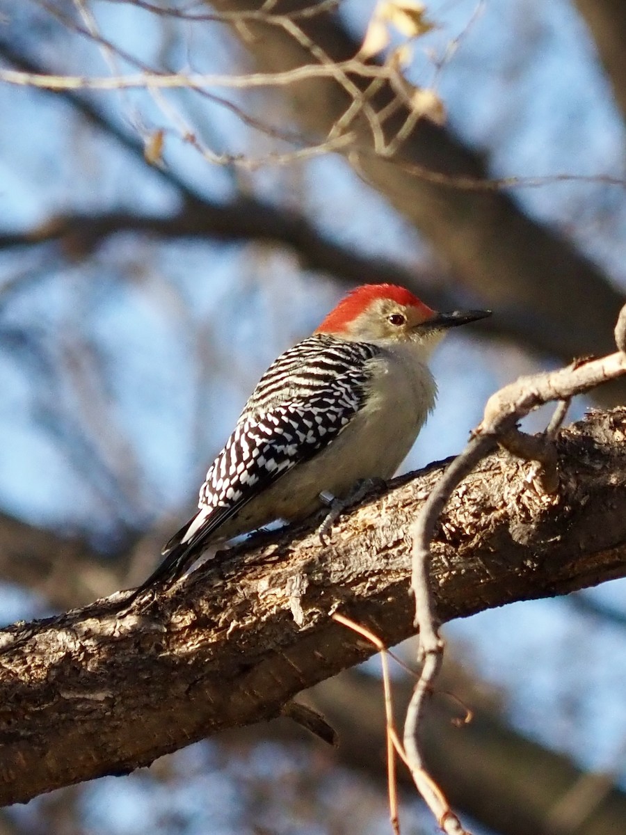 Red-bellied Woodpecker - ML646123231