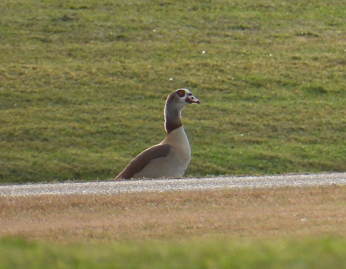 husice nilská - ML646123237