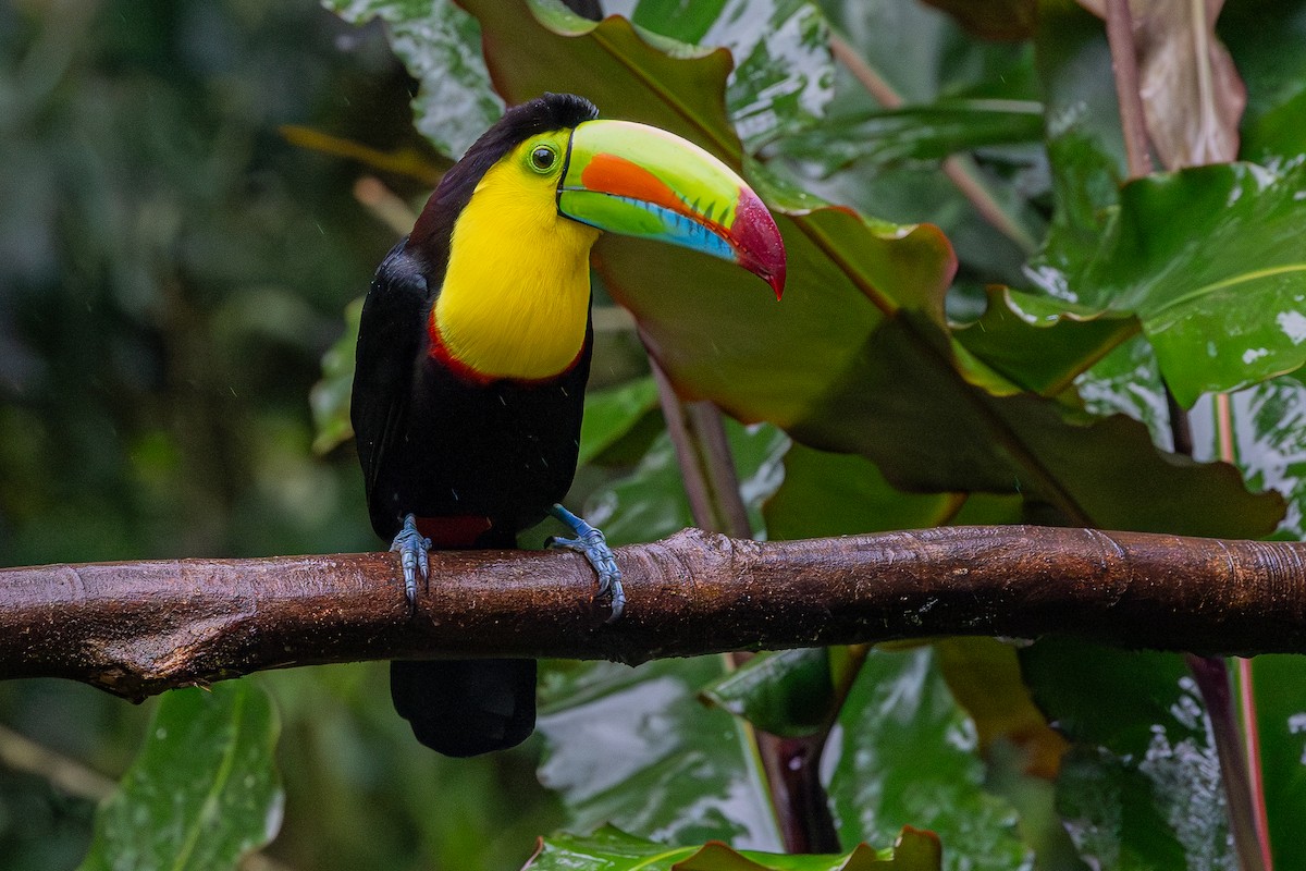 Keel-billed Toucan - ML646123239