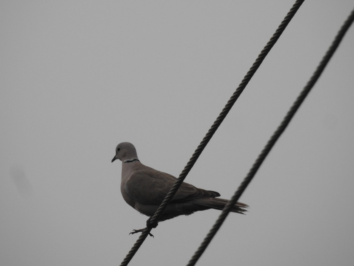 Eurasian Collared-Dove - ML646123240