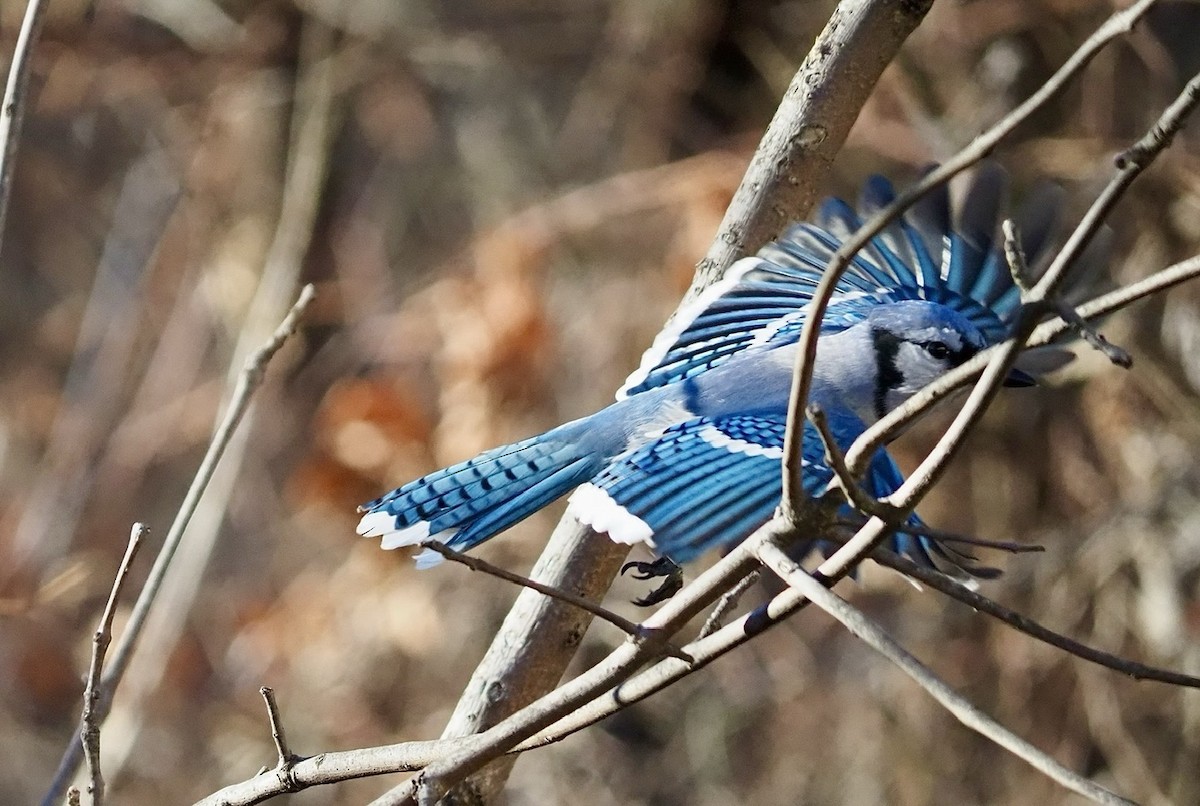 Blue Jay - ML646123244