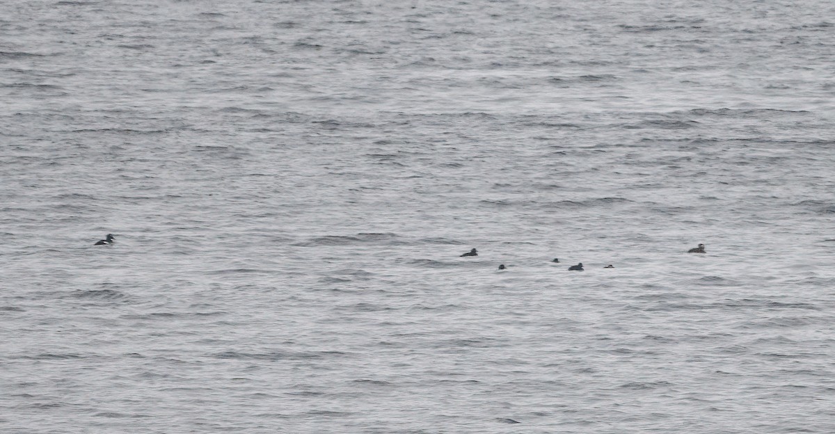 Black Scoter - ML646123250