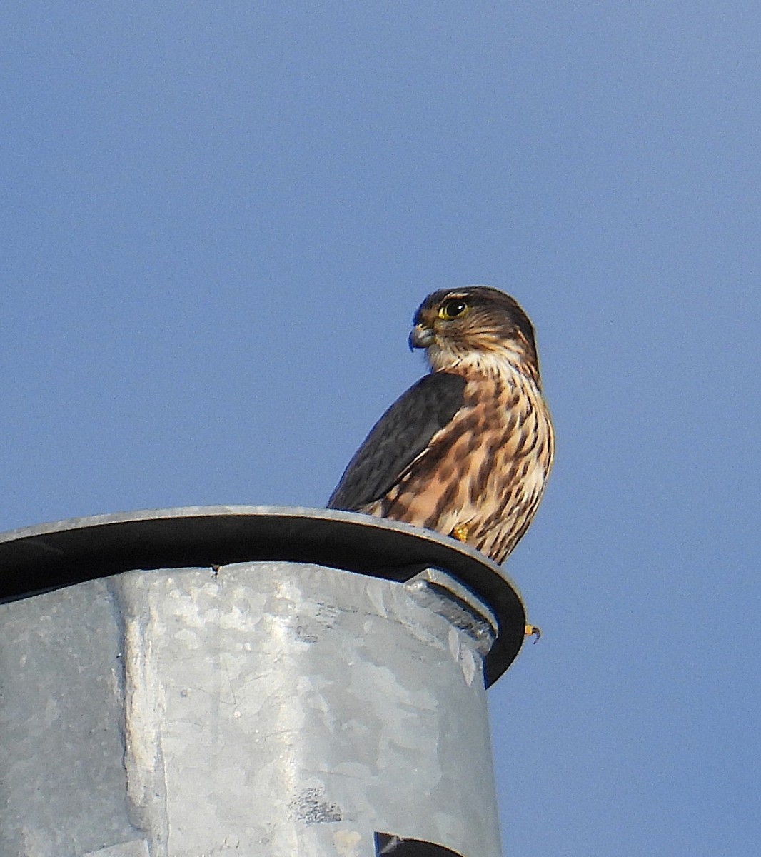 dřemlík tundrový - ML646123252