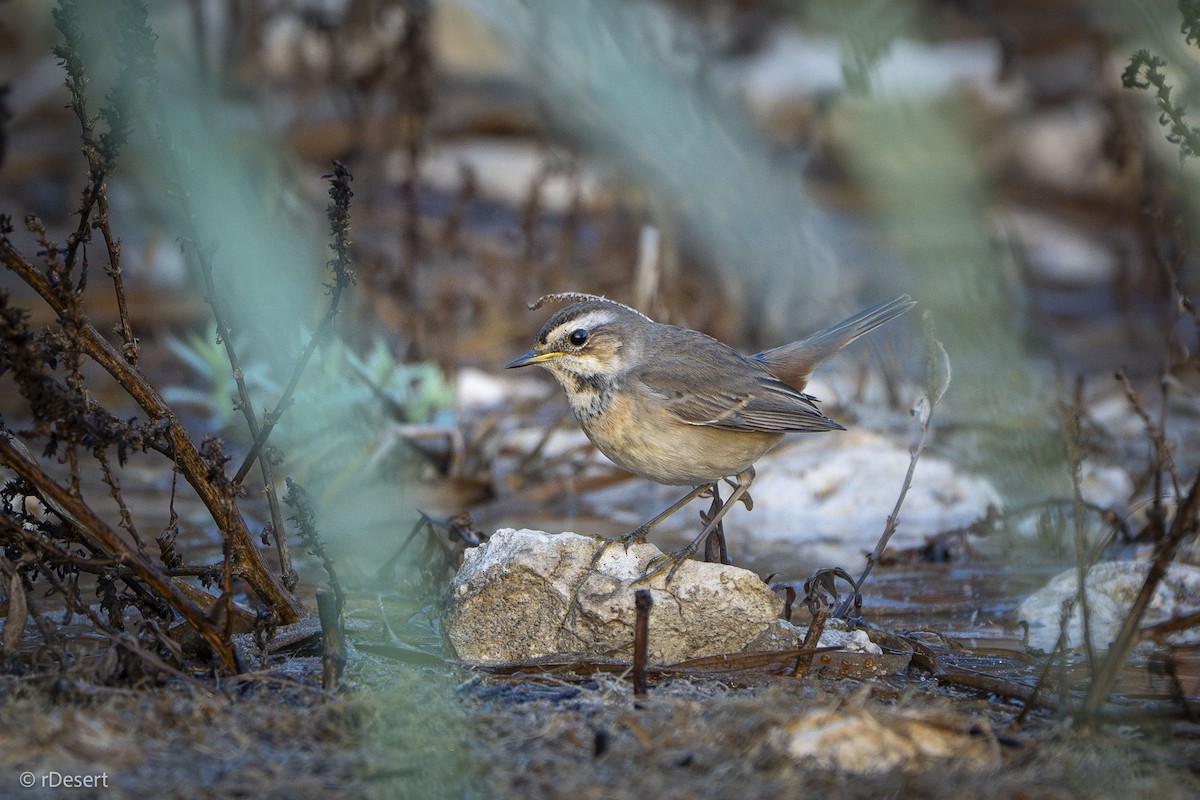 Bluethroat - ML646123254