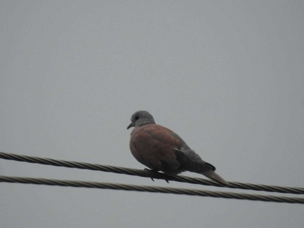 Red Collared-Dove - ML646123256