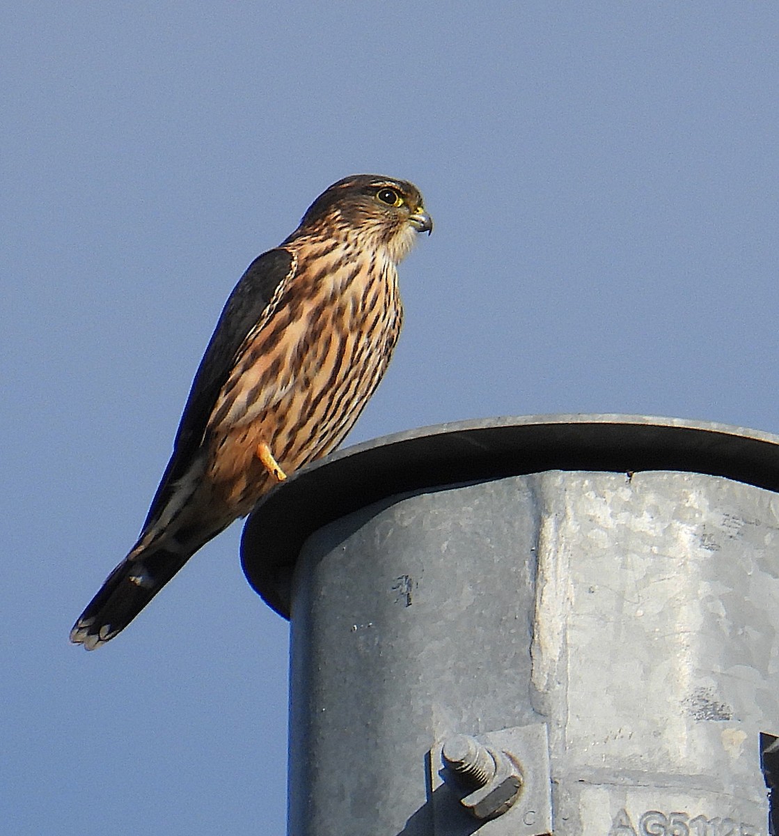 dřemlík tundrový - ML646123257