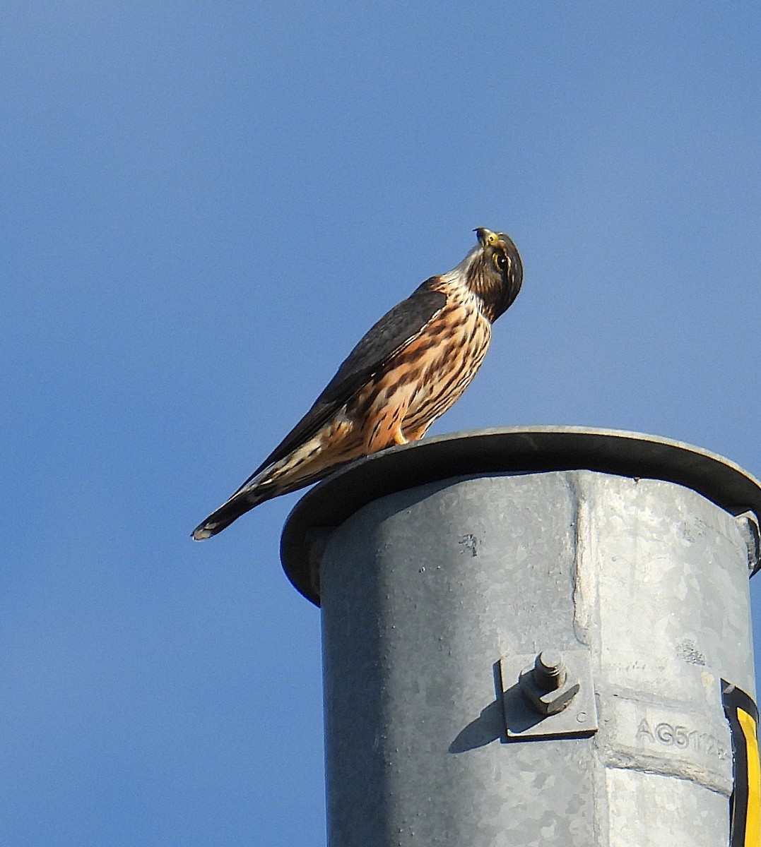 dřemlík tundrový - ML646123275