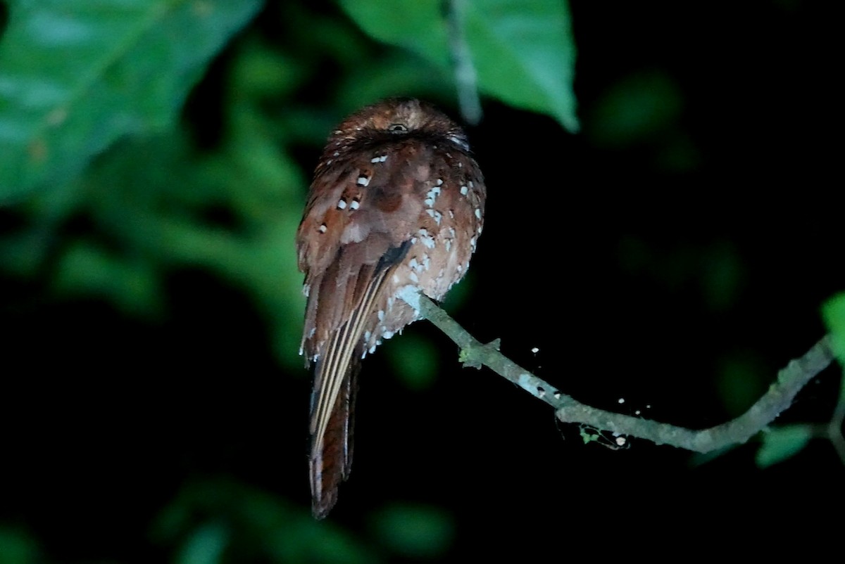 Rufous Potoo - ML646123279