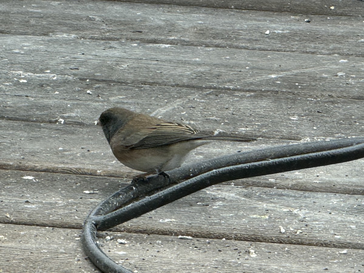 Dark-eyed Junco (Oregon) - ML646123284