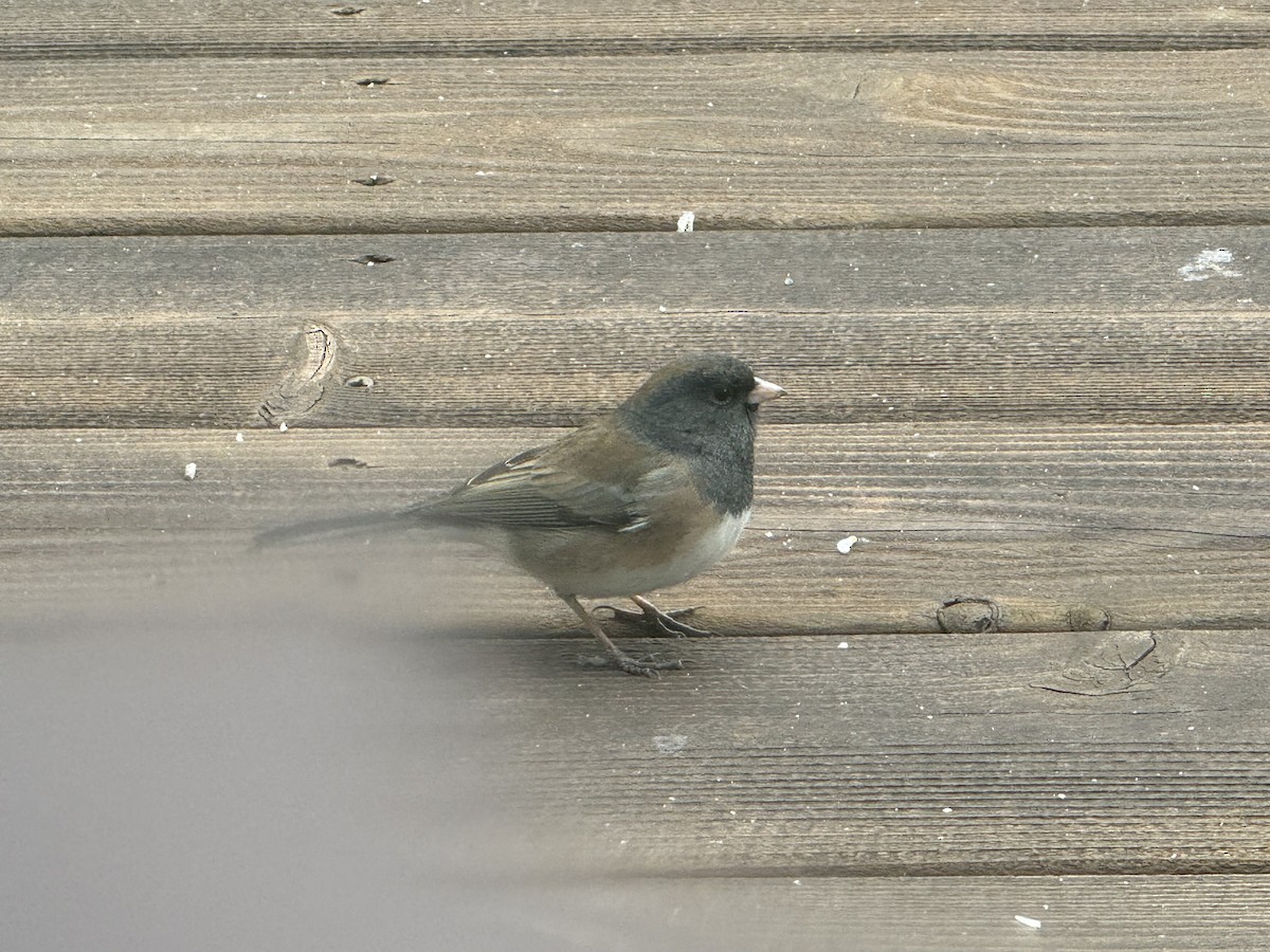 Dark-eyed Junco (Oregon) - ML646123285