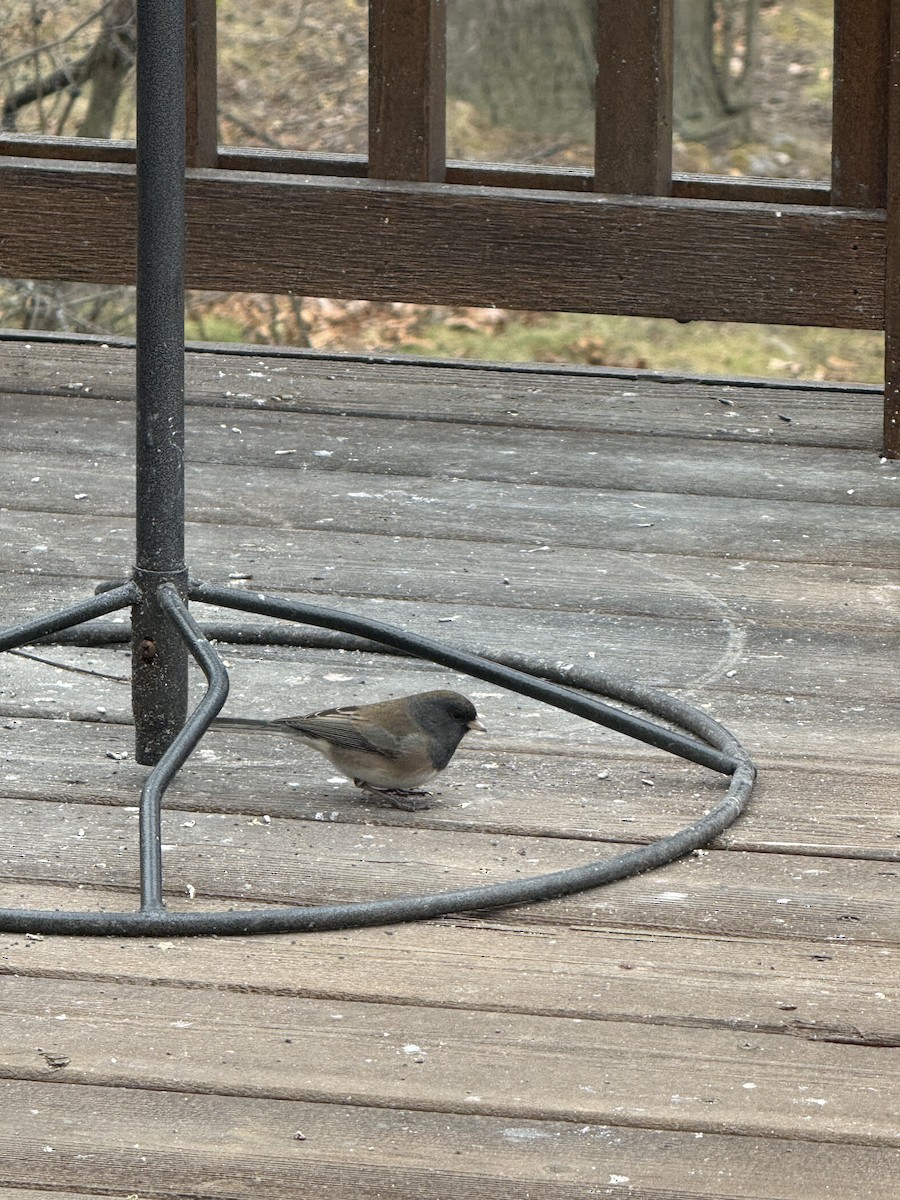 Dark-eyed Junco (Oregon) - ML646123286