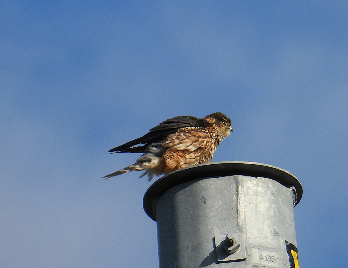 dřemlík tundrový - ML646123288