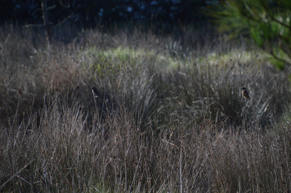 bramborníček černohlavý - ML646123291