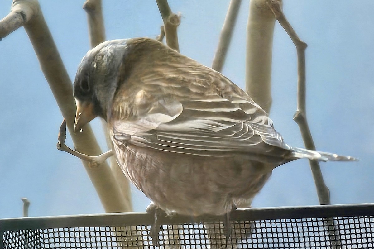 grånakkefjellfink (littoralis) - ML646123308