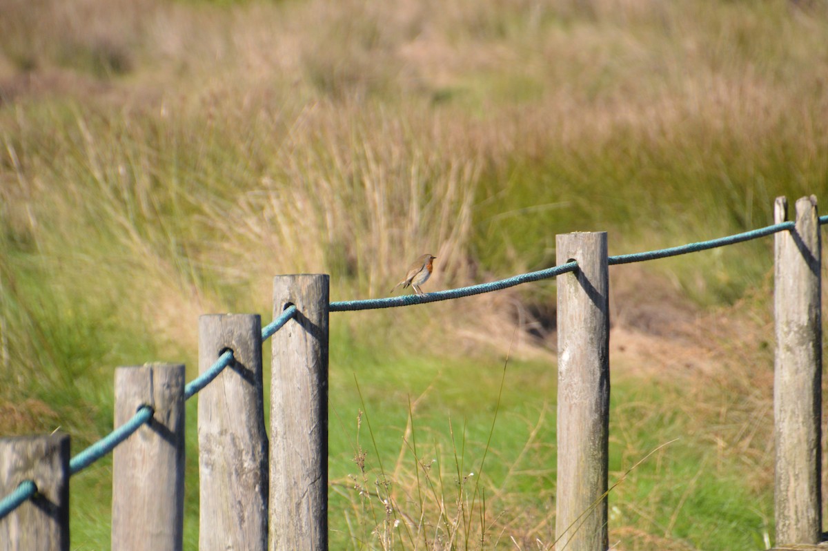 červenka obecná - ML646123312