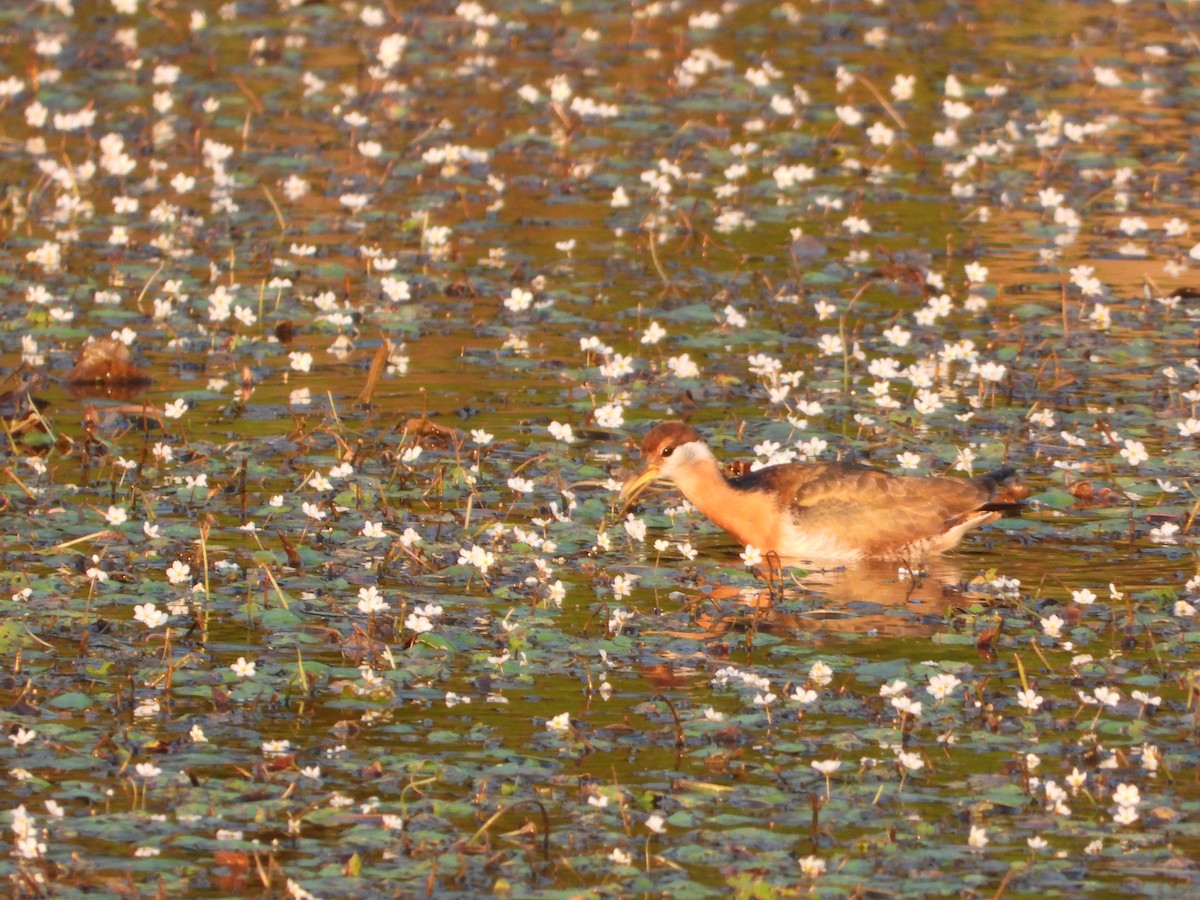 ostnák hnědoocasý - ML646123329