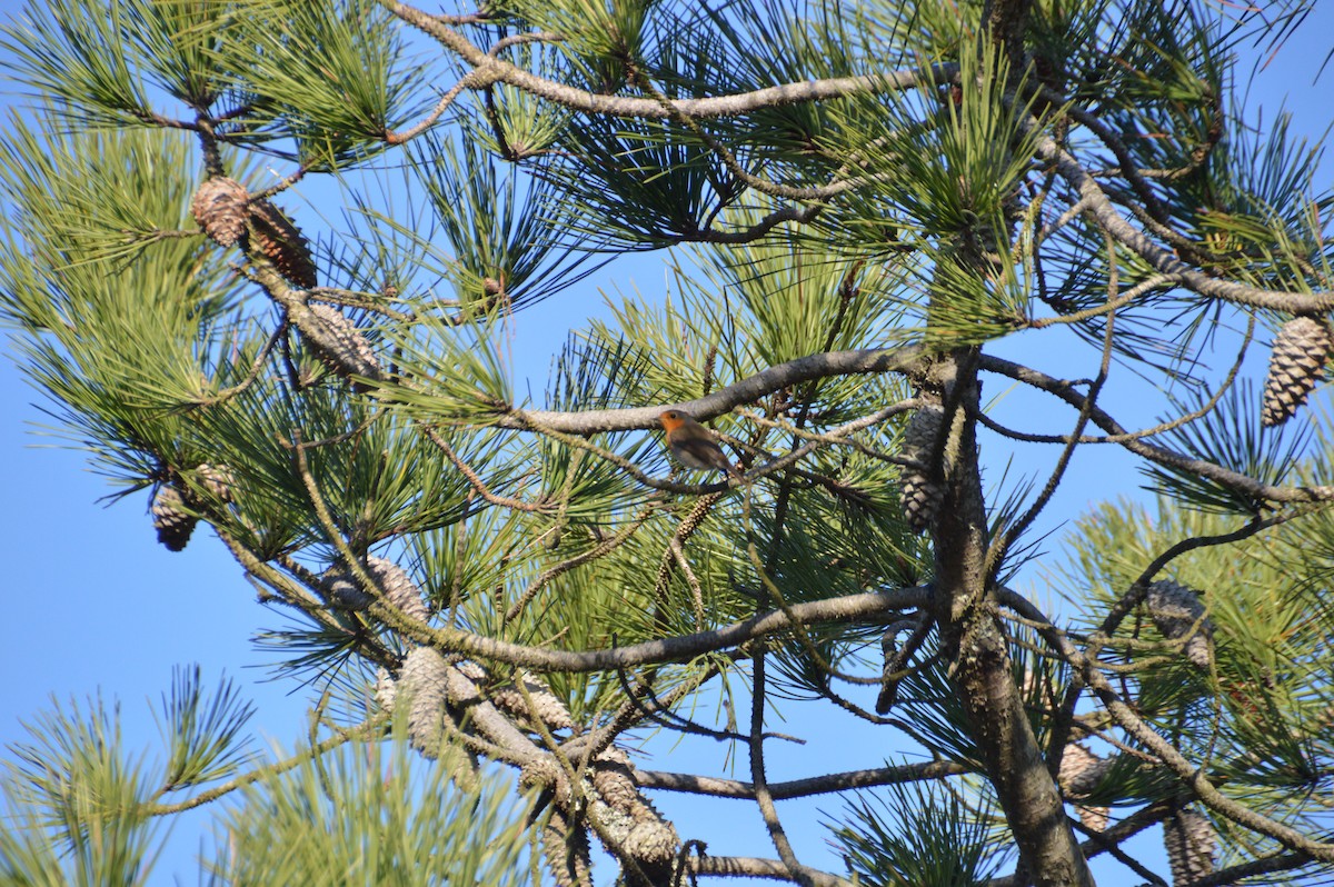 červenka obecná - ML646123340