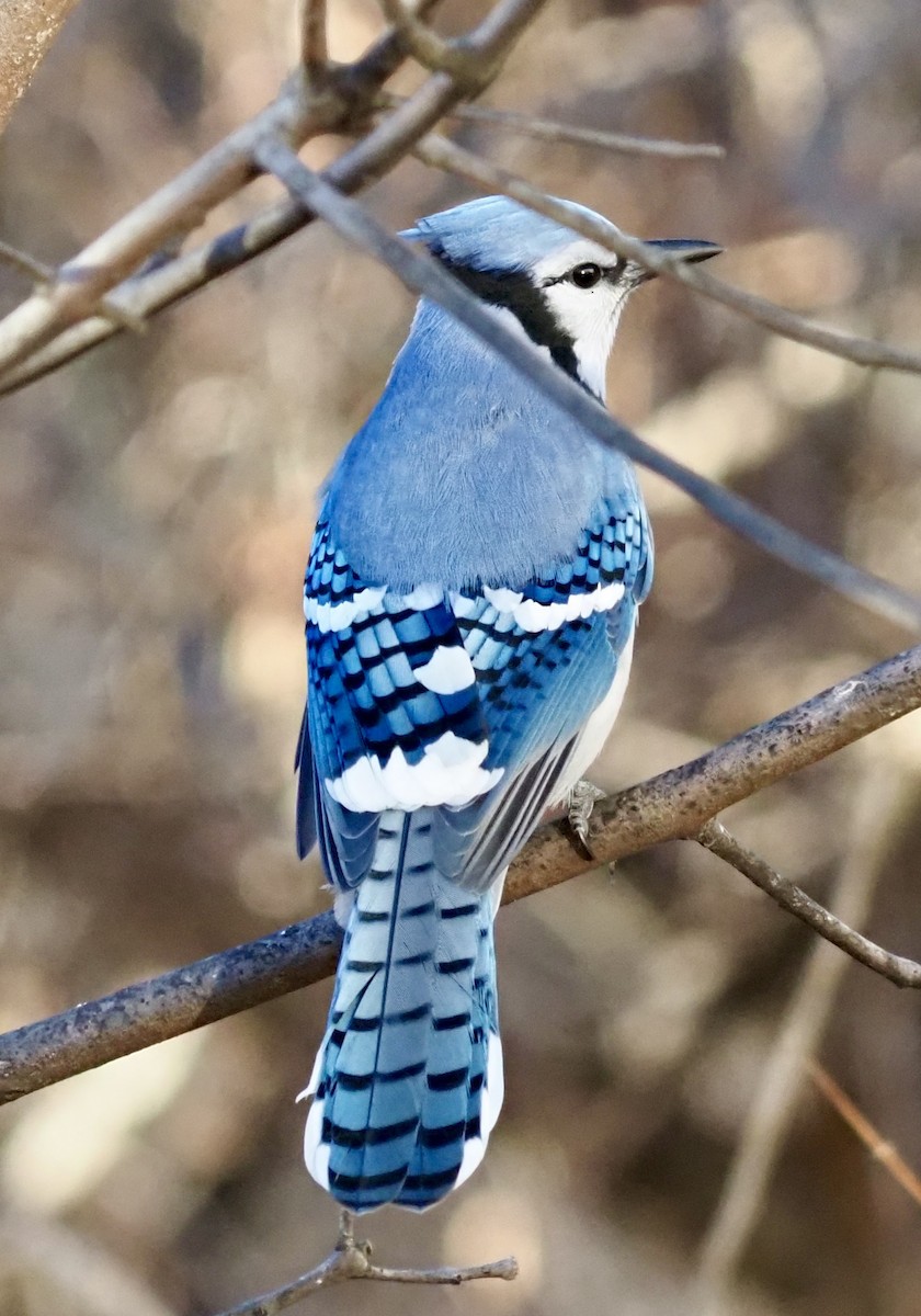 Blue Jay - ML646123347
