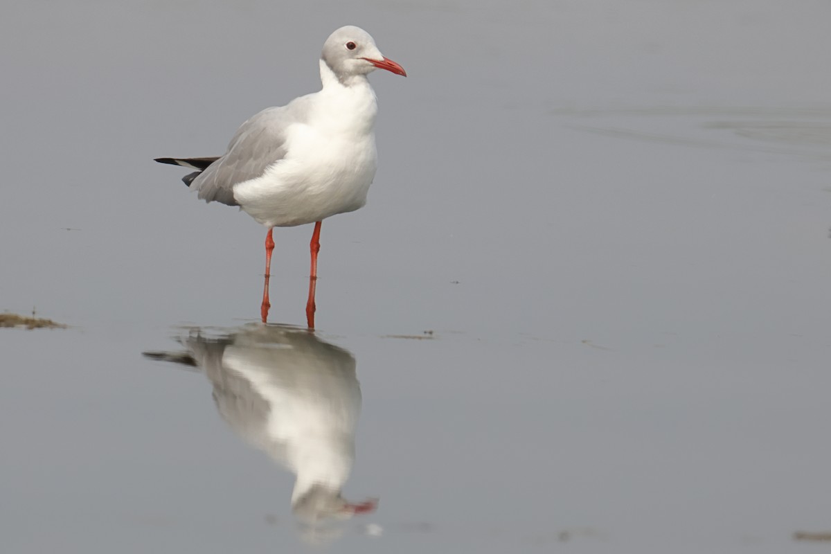 Gray-hooded Gull - ML646123348