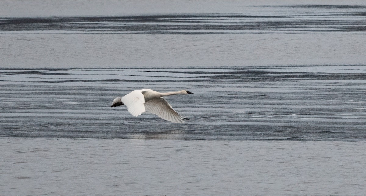 Trumpeter Swan - ML646123360