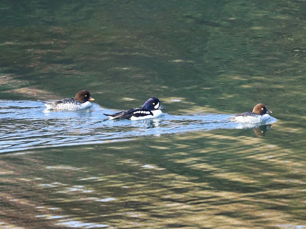 Barrow's Goldeneye - ML646123365