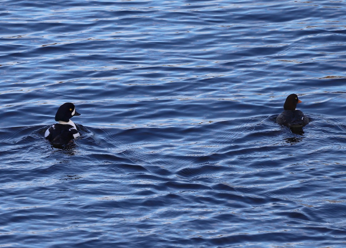 Barrow's Goldeneye - ML646123366