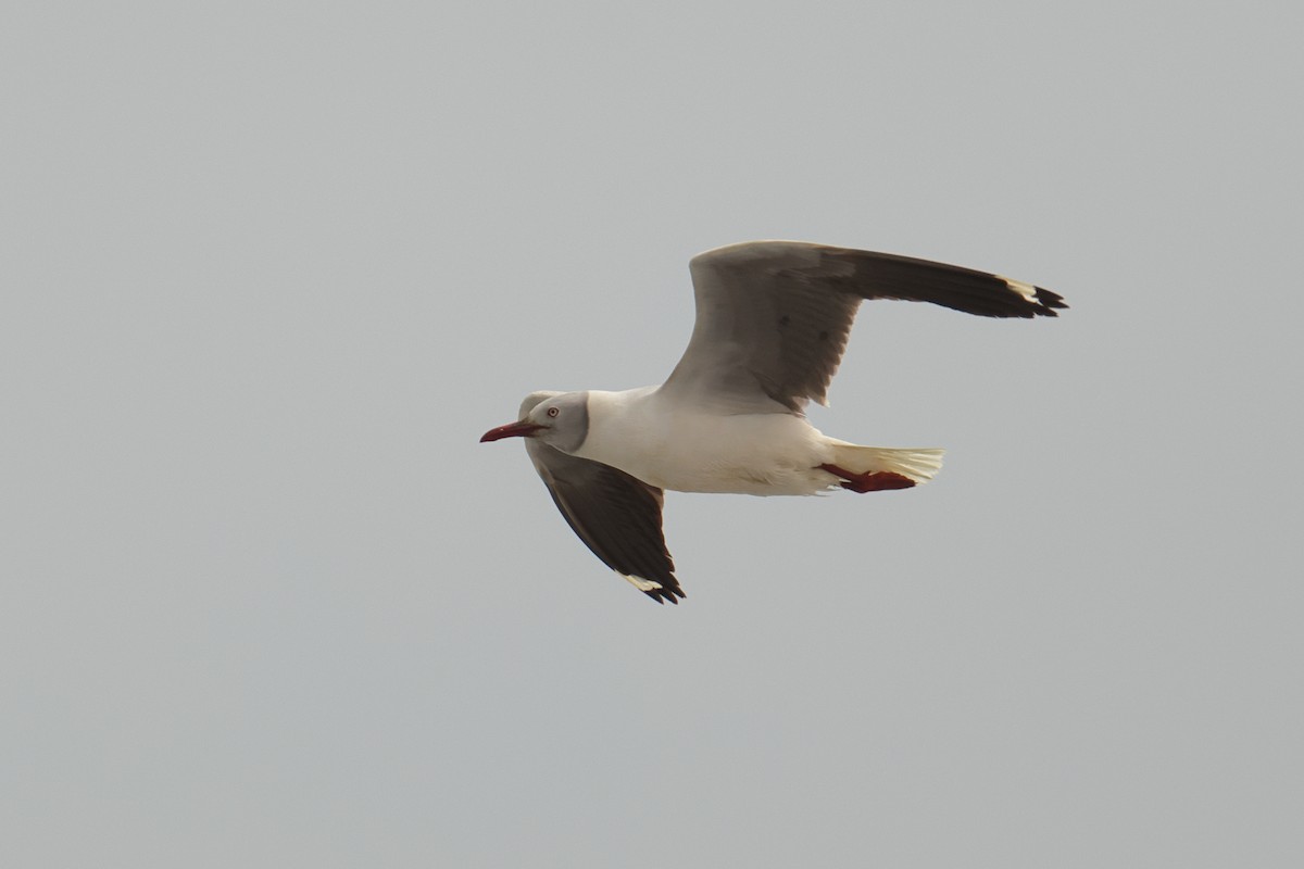 Gray-hooded Gull - ML646123367