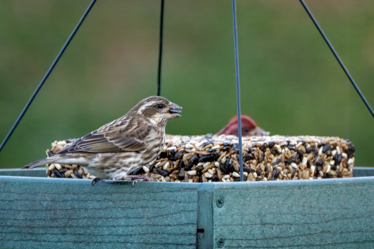 Чечевиця кармінова - ML646123368