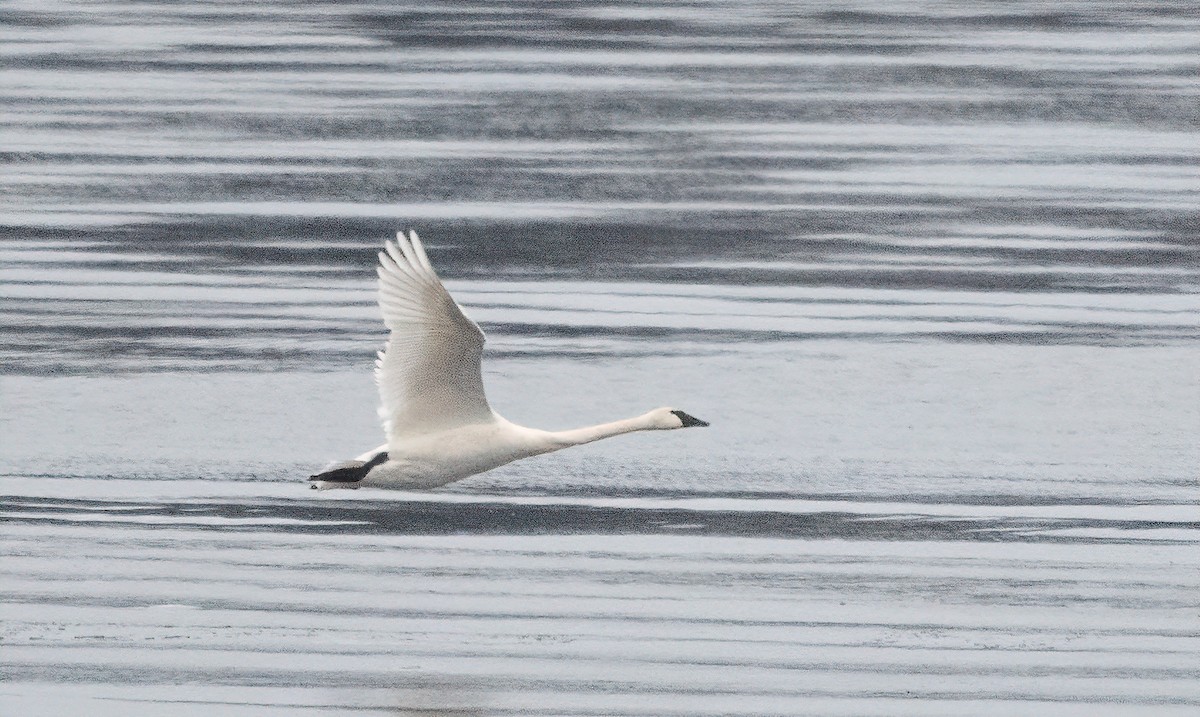 Trumpeter Swan - ML646123369