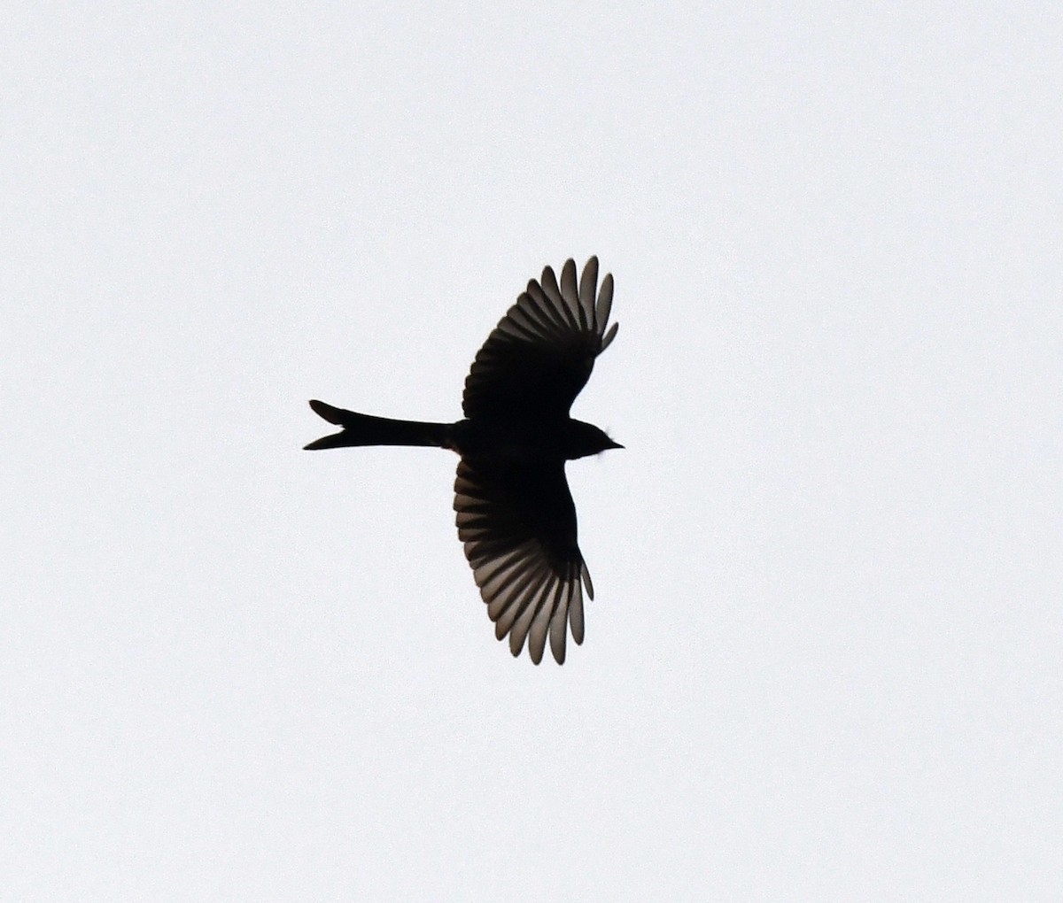 drongo černý - ML646123370