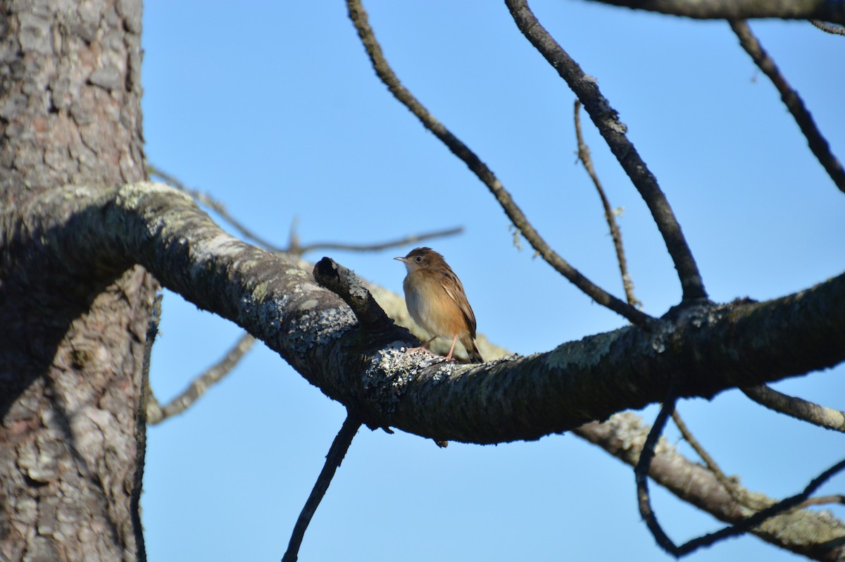 cistovník rákosníkový - ML646123377