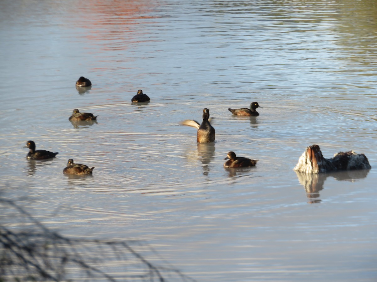 ニュージーランドスズガモ - ML646123378